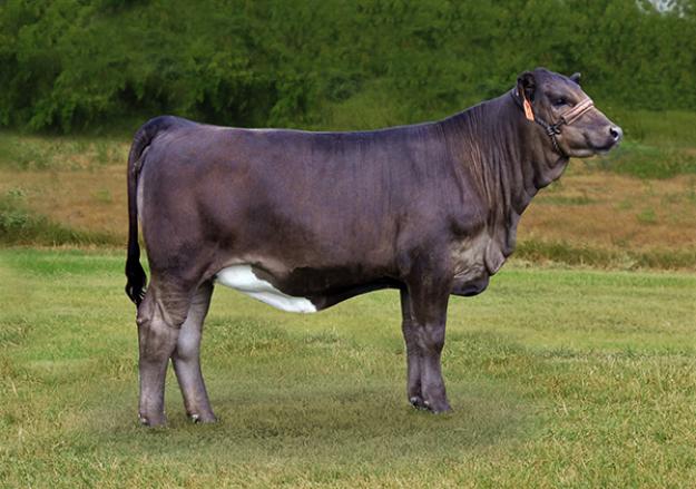 Lot 25 LMC BETM Truffle 3D 237 Cattle In Motion Cattle